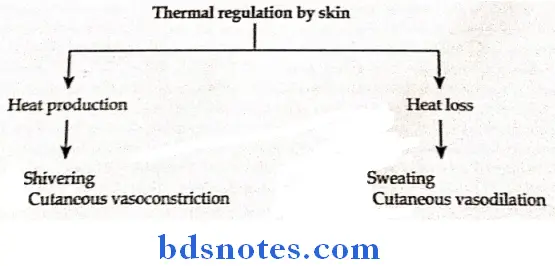 Special Senses skin in temperature regulation heat loss