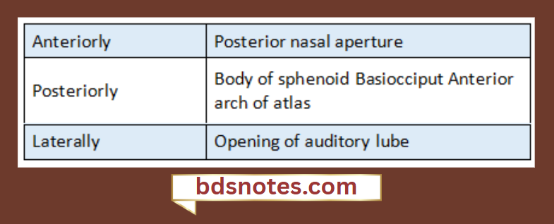 Sphenoid Basiocciput Nasopharynx Relation