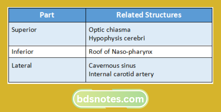 Sphenoidal Sinus Relations Diagram