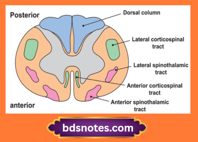 Spinal Cord Tracts Sensory And Motor Pathways