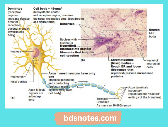 Spinal Motor Neuron Structure