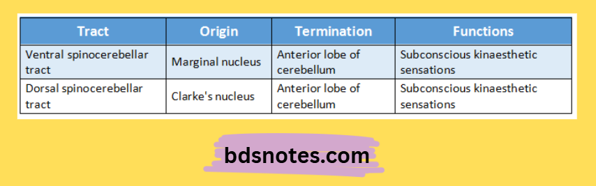 Spinocerebellar Tracts Origin Termination