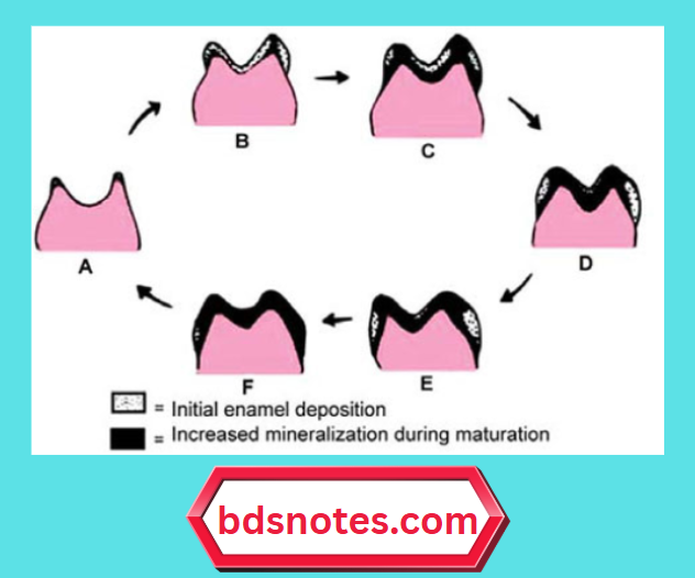 Stages Of Enamel Mineralization