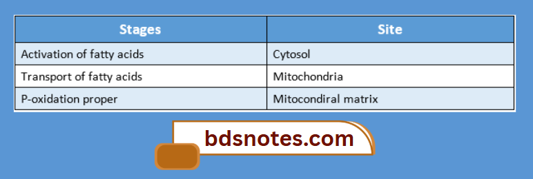 Stages Of Fatty Acid Oxidation