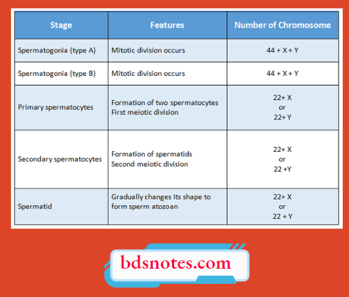 Stages Of Spermatogenesis