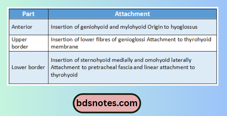 Sternohyoid Omohyoid Attachments
