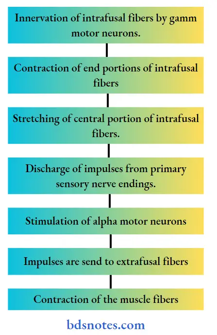 Stimulation of alpha motor neurons