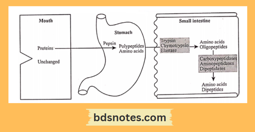 Stomach To Intestine Protein Digestion