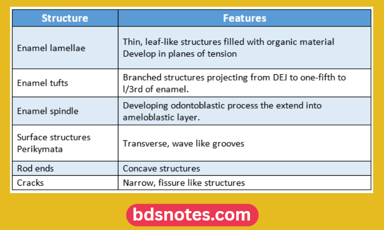 Structural Features Of Enamel