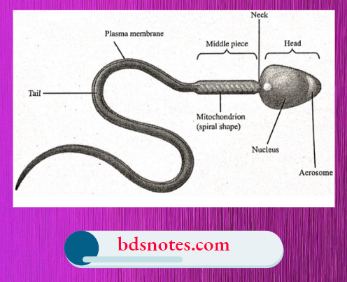 Structure Of Spermatozoan
