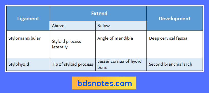 Styloid Process Ligaments Anatomy