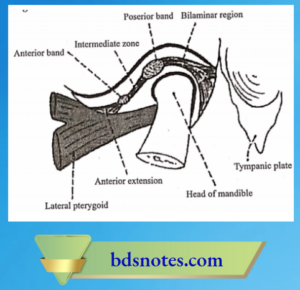 Anatomy Of Temporomandibular Joint - BDS Notes