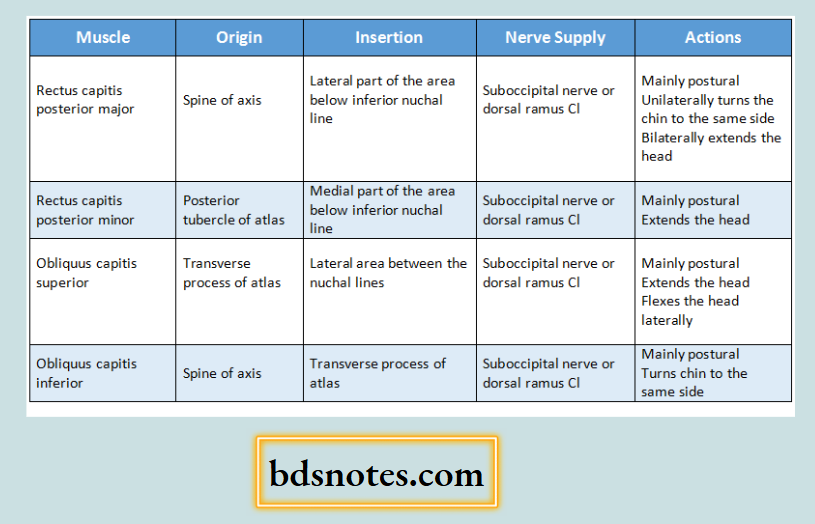 Suboccipital Muscles Anatomy And Functions Diagram