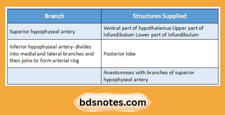 Superior And Inferior Hypophyseal Arteries