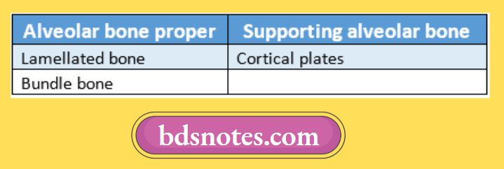 Supporting Alveolar Bone Diagram