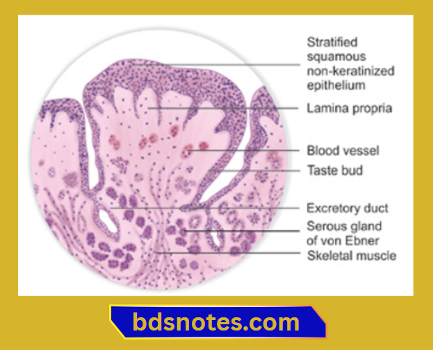 Taste Buds And Fungiform Papillae