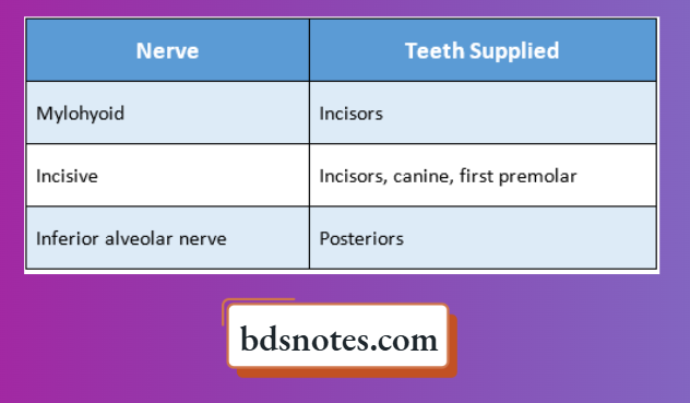 Teeth Nerve Supply Anatomy