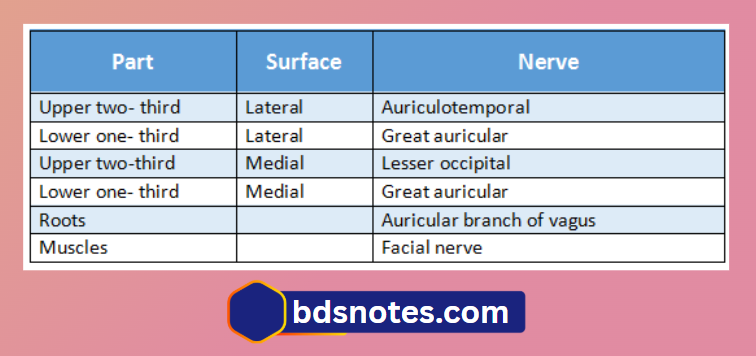 Tensor Tympani And Stapedius