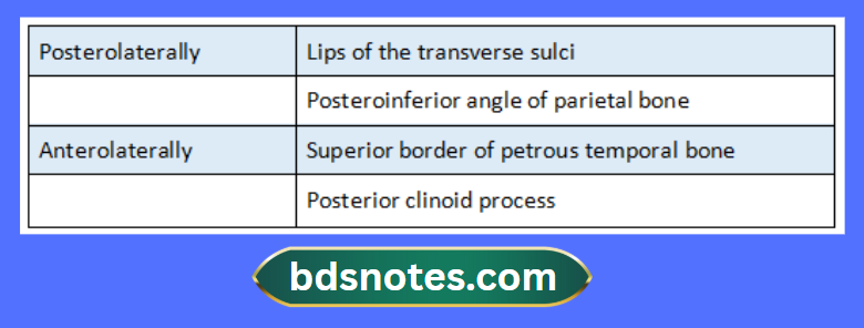 Tentorium Cerebelli Attachments