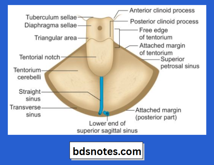 Tentorium Cerebelli Superior View