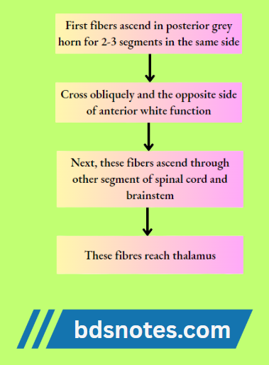Thalamus Fiber Pathway Diagram
