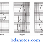 The Permanent Maxillary Incisors Maxillary right central incisor