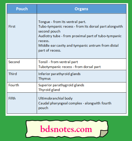 The Pharyngeal Arches pharyngeal pouches