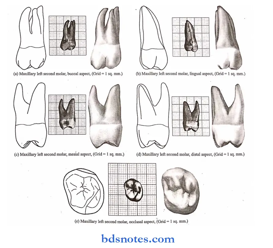 The permanent Maxillary molars Occlusal aspect