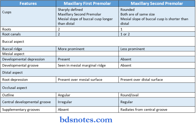 Permanent Maxillary Premolars Question And Answers - BDS Notes