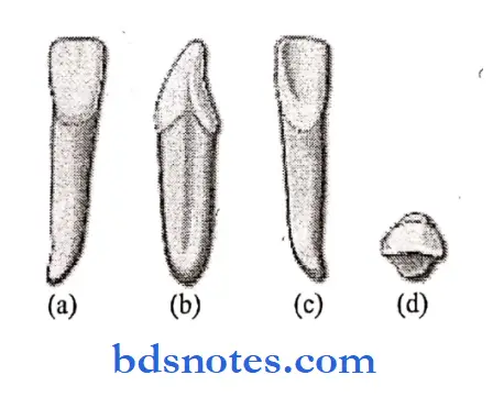 The primary deciduous teeth mandibular central incisor
