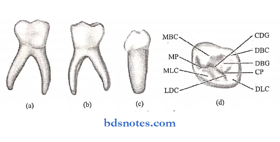 The primary deciduous teeth mandibular first molar