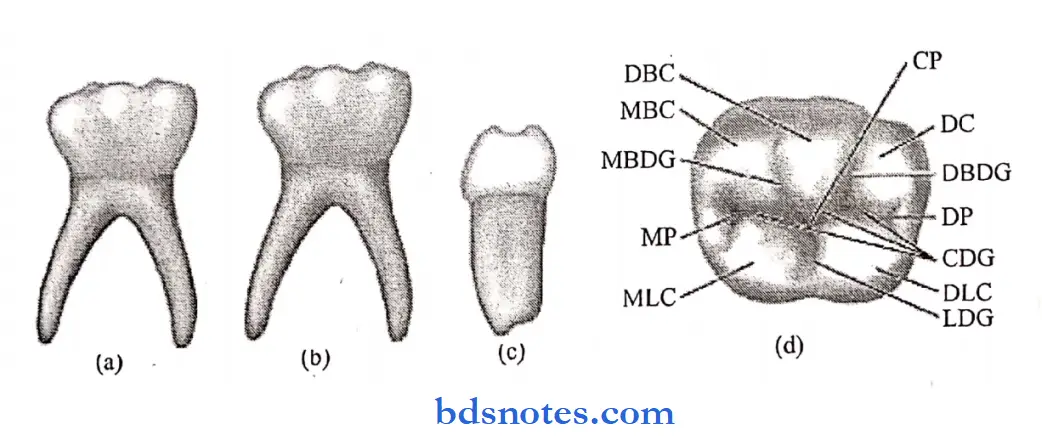 The primary deciduous teeth mandibular second molar