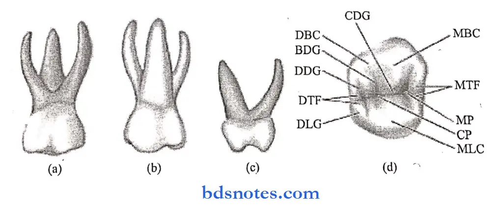 The primary deciduous teeth maxillary first molar