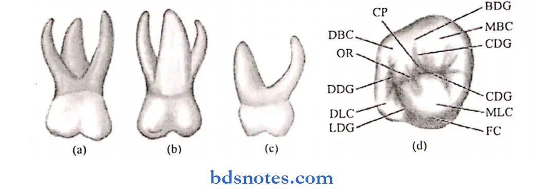 The primary deciduous teeth maxillary second molar