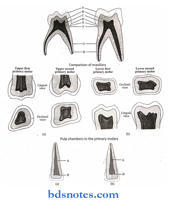 The primary deciduous teeth permanent central incisior