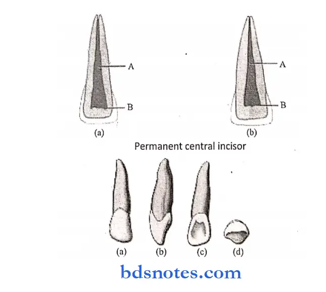 The primary deciduous teeth primary right anteriror teeth
