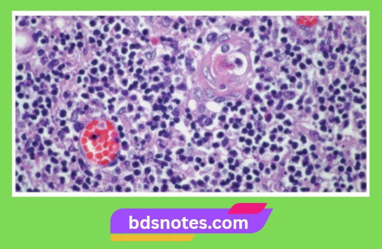 Thymus Histology High Power View