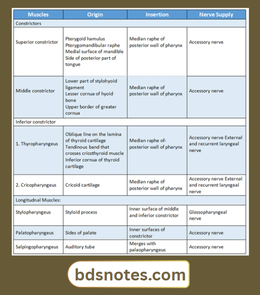 Thyropharyngeus Cricopharyngeus Muscles