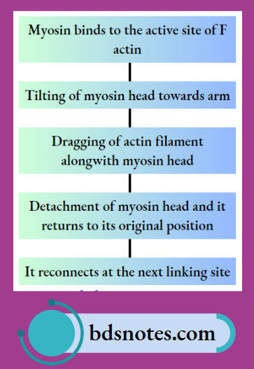 Tilting Of Myosin Head Towards Arm