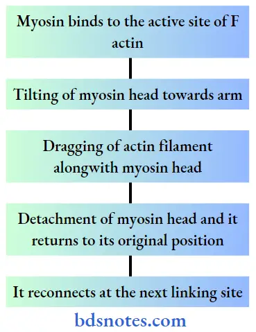 Tilting of myosin head towards arm