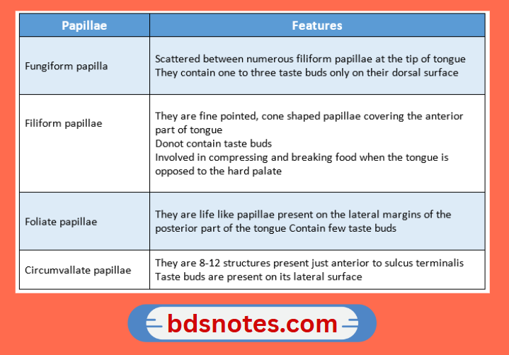 Tongue Papillae Features