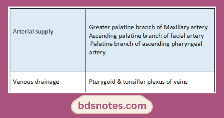 Tonsil Arterial And Venous Supply