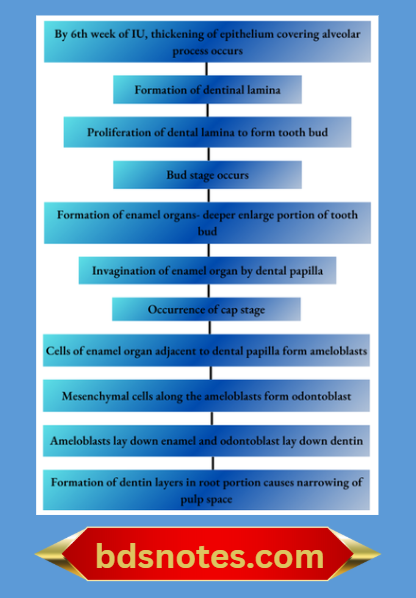 Superior Attachments Pharyngobasilar Fascia