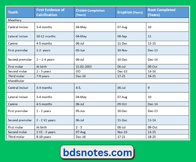 Tooth Development Eruption Timeline