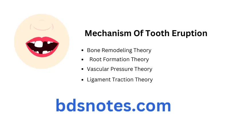 Tooth Eruption Question And Answers Mechanism of Tooth Eruption