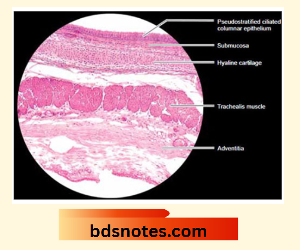 Trachea Histology Hyaline Cartilage