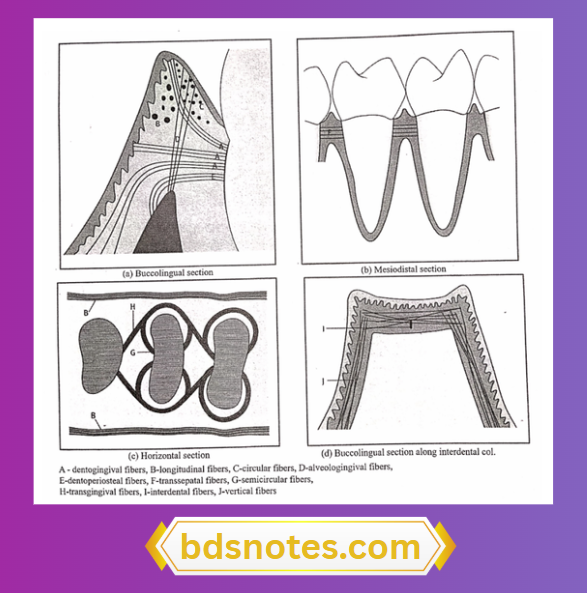 Transseptal And Dentogingival Fibers