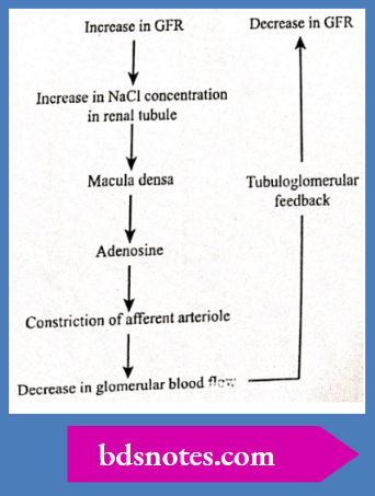 Tubuloglomerular Feedback