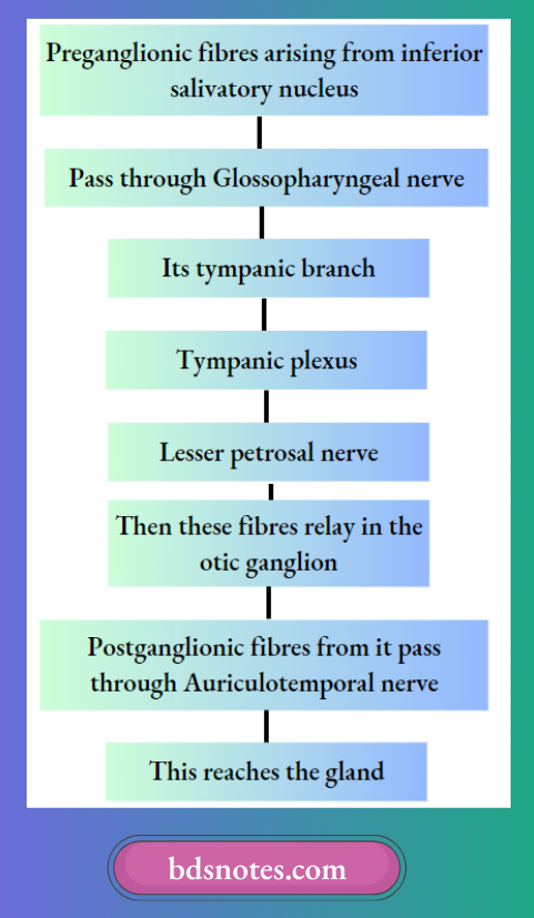 Tympanic plexus