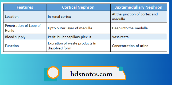 Types Of Nephron